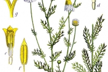 Illustration-of-German-Chamomile