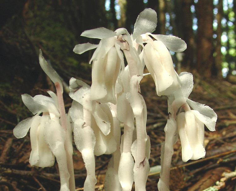 Closer-view-of Ghost Pipe-plant