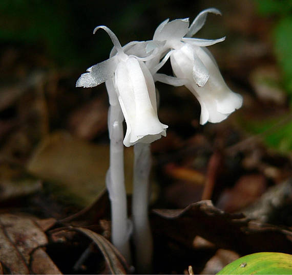 ghost pipe plant wisconsin