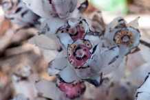 Closer-view-of-Ghost Pipe flower