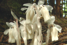 Closer-view-of Ghost Pipe-plant