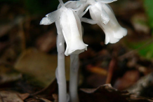 Flower-of-Ghost-Pipe