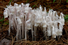 Ghost-Pipe-Plants