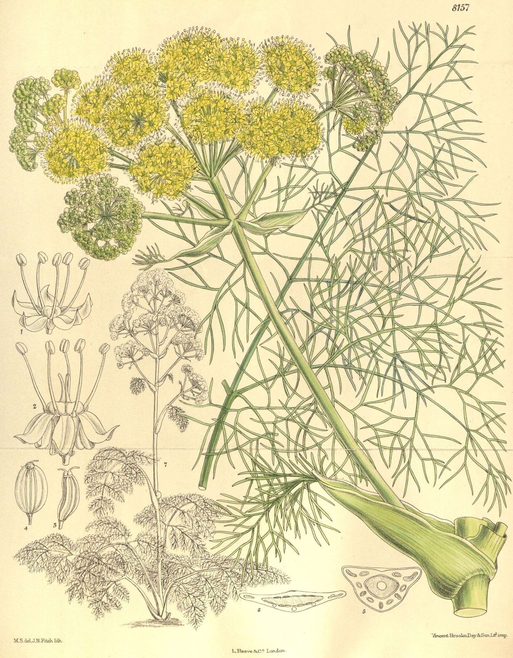 Health benefits of Giant fennel