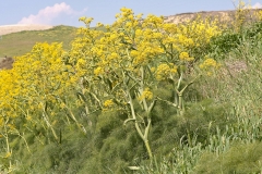 Giant-fennel-plant-growing-wild