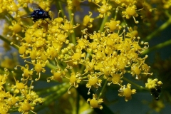 Closer-view-of-flower-of-Giant-fennel