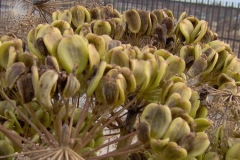 Closer-view-of-immature-fruits-of-Giant-fennel