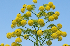 Flowers-of-Giant-fennel