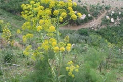 Developing giant-fennel-plant