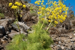 Giant-fennel-plant