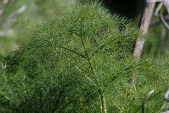 Leaves-of-Giant-fennel