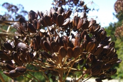 Matured-fruits-of-Giant-fennel