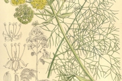 Plant-illustration-of-Giant-fennel