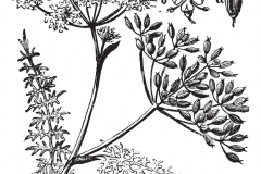 Sketch-of-Giant-fennel