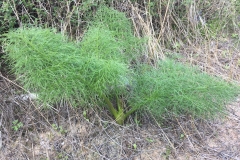 Small-Giant-fennel-plant