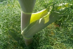 Stem-of-Giant-fennel