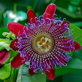 Giant-granadilla-flower