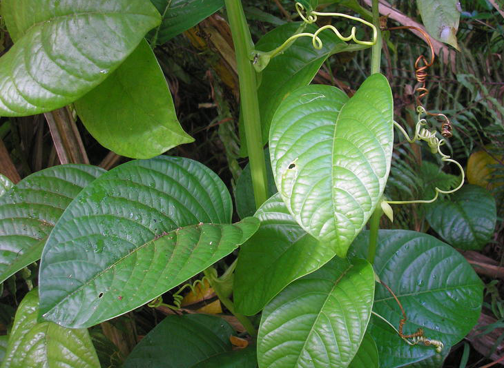 Giant-granadilla-leaves