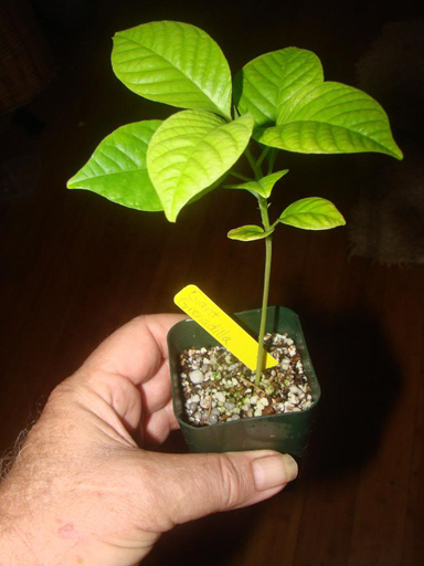 Giant-granadilla-plant