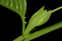 Giant-granadilla-bud