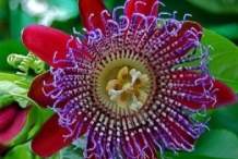 Giant-granadilla-flower