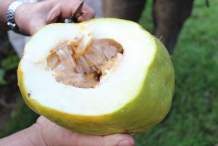 Giant-granadilla-fruit-cut