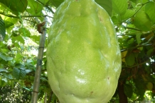 Giant-granadilla-fruit