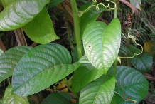 Giant-granadilla-leaves