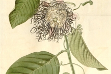 Giant-granadilla-plant-illustration
