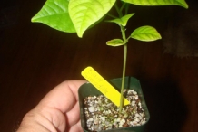 Giant-granadilla-plant