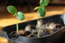 Giant-granadilla-sprouts