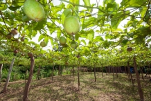 Giant-granadilla-vine