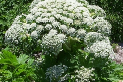 Flower-head-of-Giant-hogweed