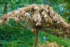 Mature-Seed-heads-of-Giant-hogweed