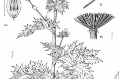 Sketch-of-Giant-hogweed