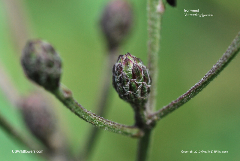 Flowering-buds-of-Giant-ironweed