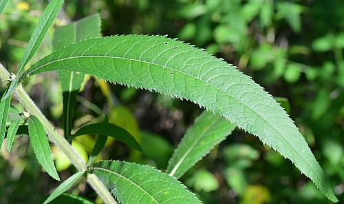 Leaves-of-Giant-ironweed