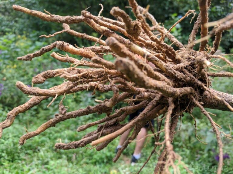 Roots-of-Giant-ironweed