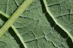 Closer-view-of-leaves-of-Giant-ironweed