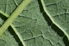 Closer-view-of-leaves-of-Giant-ironweed