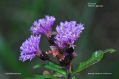 Flowers-of-Giant-ironweed