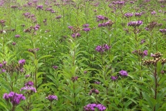 Giant-ironweed-plant-growing-wild