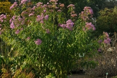 Giant-ironweed-plant