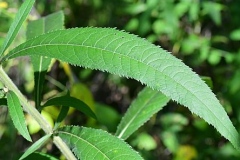 Leaves-of-Giant-ironweed