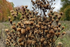 Mature-fruit-heads-of-Giant-ironweed
