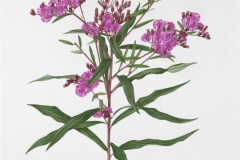 Plant-Illustration-of-Giant-ironweed