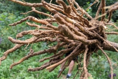 Roots-of-Giant-ironweed