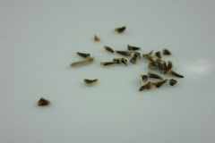 Seeds-of-Giant-ironweed