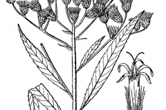 Sketch-of-Giant-ironweed