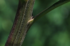 Stem-of-Giant-ironweed